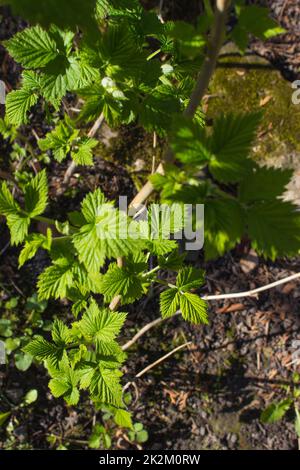 Raspberry bush Stock Photo