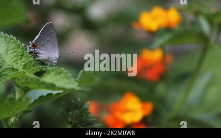 Gray Hairstreak Butterfly - Strymon melinus on Lantana Leaf Stock Photo