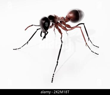 3D illustration of an ant isolated on white background. 3D illustration Stock Photo