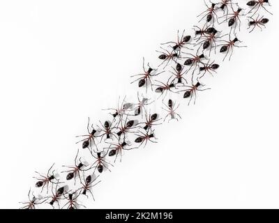 3D illustration of walking ants. Top view. 3D illustration Stock Photo