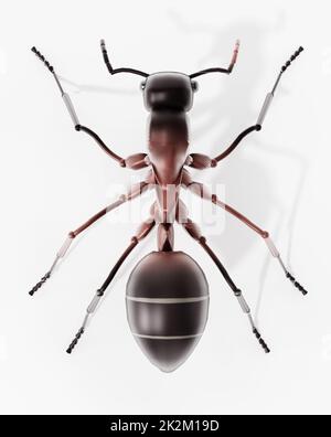 3D illustration of an ant. Top view. 3D illustration Stock Photo
