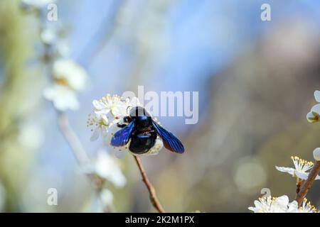 A portrait of a blue-black wood bee (Xylocopa violacea), a so-called true bee. Stock Photo