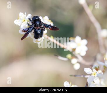 A portrait of a blue-black wood bee (Xylocopa violacea), a so-called true bee. Stock Photo