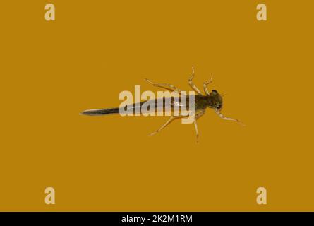 A close-up of a dragonfly larva, where you can already see that it will become a dragonfly one day. Stock Photo