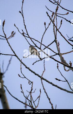 A gray bunting sits on a branch on a tree Stock Photo - Alamy