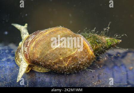 Pointed mud snails - Lymnaea stagnalis in the pond a must. Stock Photo