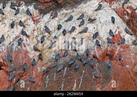 A Flock of Inca Terns on a Rocky Island Stock Photo