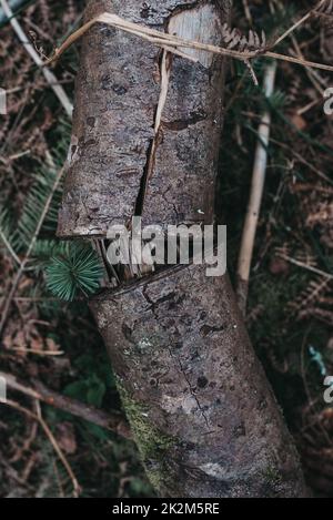 Woodland floor with log sawn in half Stock Photo
