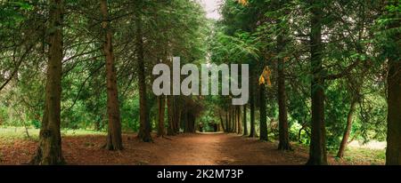 Walkway Lane Path Through Green Thuja Trees In Coniferous Forest. Beautiful Alley, Road In Park. Pathway, Natural Tunnel, Way Through Summer Forest Stock Photo