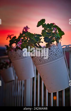 Balkonblumen im Abendrot Stock Photo