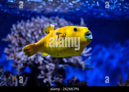Yellow golden puffer guineafowl puffer fish underwater Stock Photo