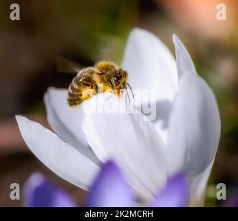 Bee flying to a purple crocus flower blossom Stock Photo