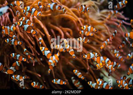 Clown Anemonefish Amphiprion ocellaris Stock Photo