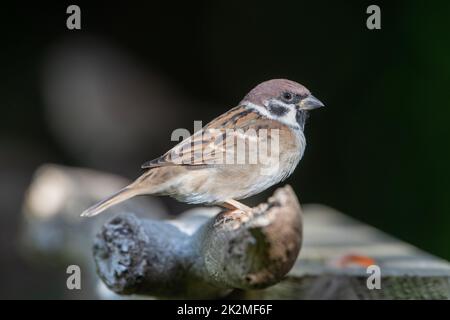Tree sparrow, (Passer montanus), Insch, Aberdeenshire, Scotland, UK Stock Photo