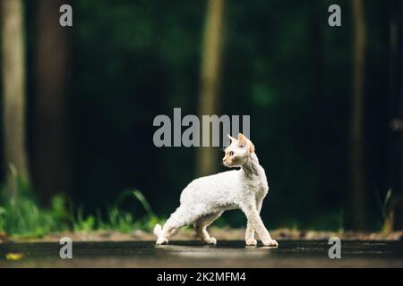 Amazing Happy Pets. Devon Rex Cat With White Fur Color On Walkway Under Rain. Beautiful Playful Curious Funny Cute Devon Rex Cat Walking Looking Back Stock Photo
