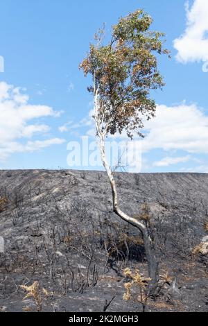 Charred remains of Common gorse (Ulex europaeus) and Silver birch (Betula pendula) on burnt heathland, Studland Heath, Isle of Purbeck, August 2022. Stock Photo