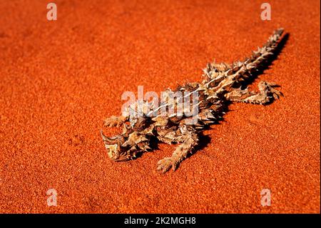 Remarkable Thorny Devil in red desert sand. Stock Photo