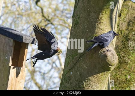 Jackdaw (Corvus monedula) flying from a nest box with a beakful of old moss before rebuilding, with its mate perched nearby, Wiltshire, UK, March. Stock Photo