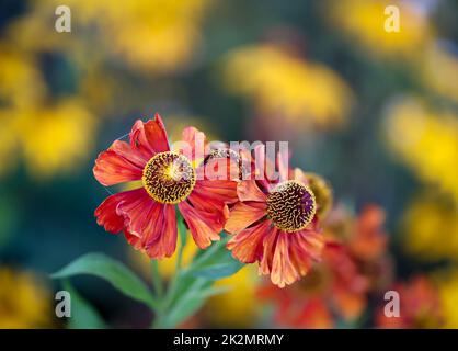 The common sunflower, Helenium autumnale, a beautiful flower. Stock Photo