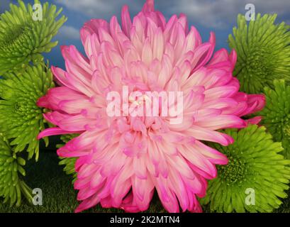 Close up of Bright Pink Chrysanthemum With Green Chrysanthemums in outdoor garden Stock Photo