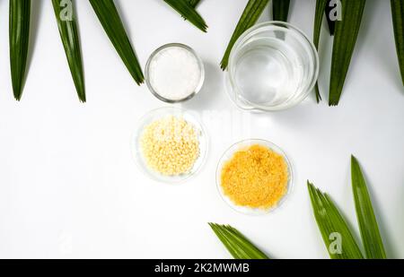 Cetyl esters wax in glass container, Candelilla wax and organic  Carnauba wax in chemical watch glass placed next to beaker surround with broadleaf lady palm leaves on white laboratory table. Stock Photo