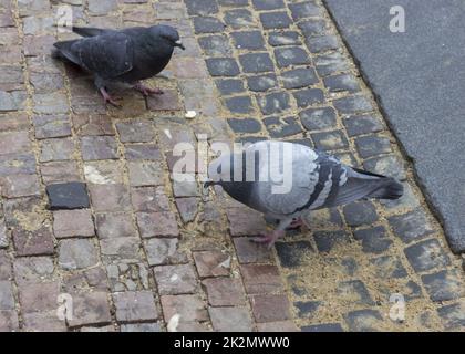 Pigeons on the pavement Stock Photo