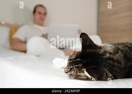 Cat sleeping in bed Stock Photo