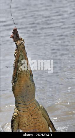 162 Large saltwater crocodile jumping out ot the water to catch bait. Adelaide River-Australia. Stock Photo