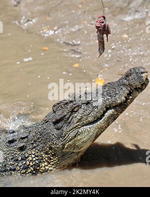 166 Large saltwater crocodile at bait catch. Adelaide River-Australia. Stock Photo