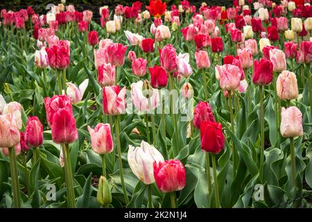Mixed display of tulips flowering in a garden Stock Photo