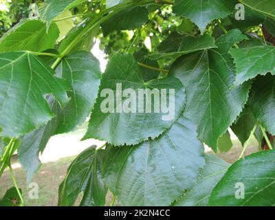 Green leaves of the Crimean lime, Tilia euchlora Stock Photo