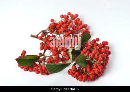 Cotoneaster fruit on a white background Stock Photo