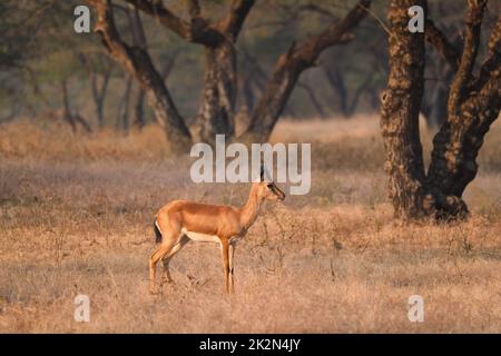 Indian bennetti gazelle or chinkara in Rathnambore National Park, Rajasthan, India Stock Photo