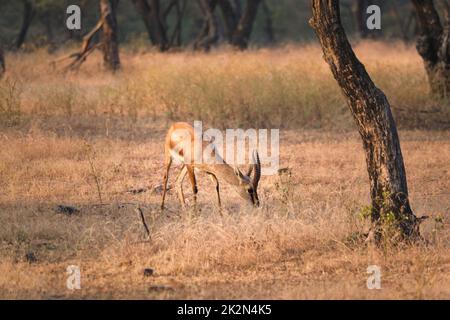 Indian bennetti gazelle or chinkara in Rathnambore National Park, Rajasthan, India Stock Photo