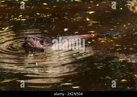 Eurasian beaver (Castor fiber) swimming  in pond, small green and yellow leaves on dark water surface, only his head, back and tail visible. Stock Photo