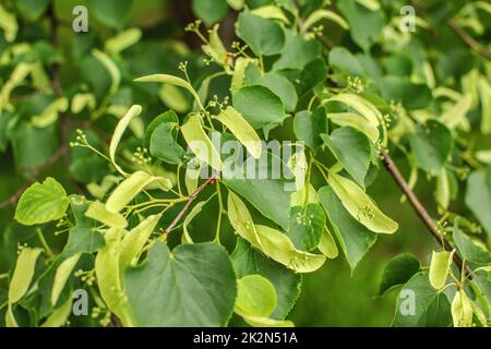 Small leaved lime (Tilia cordata) leaves and fruits growing on tree branches Stock Photo