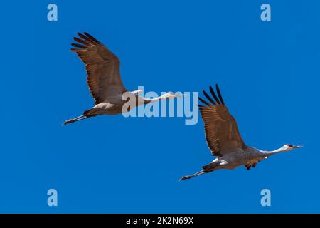 A Pair of Sandhill Cranes in Flight Stock Photo