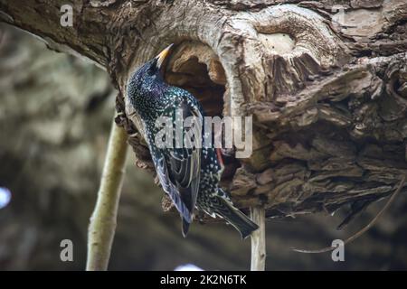 On a tree near the nesting hole is a starling, songbird. Stock Photo