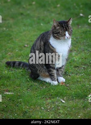 Portrait of a free-roaming tabby cat in the village Stock Photo - Alamy