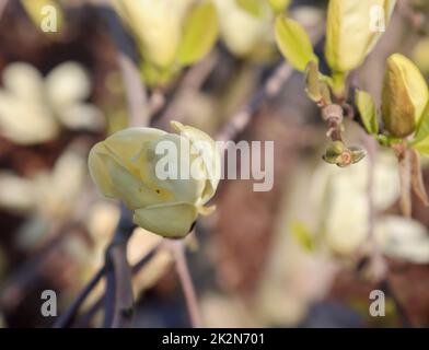 Beautiful yellow orange blooming flowers of magnolia in early summer. Stock Photo