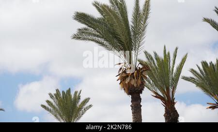 Phoenix dactylifera date or date palm tree plantation Stock Photo