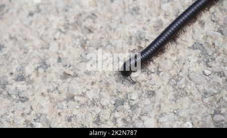 Black Millipede, Myriapoda, Spirostreptus giganteus crawling on a stone Stock Photo