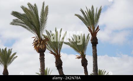 Phoenix dactylifera date or date palm tree plantation Stock Photo