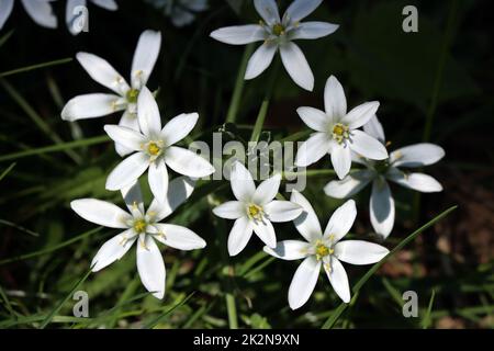 Dolden-Milchstern (Ornithogalum umbellatum), Doldiger Milchstern oder Stern von Bethlehem Stock Photo