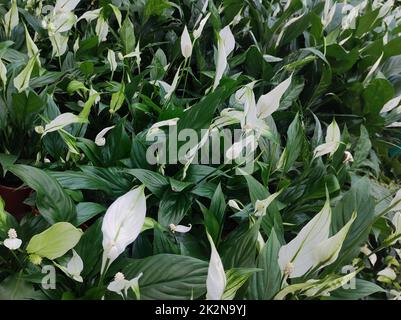 Garden bed with several lilies of peace, filling the frame. Stock Photo