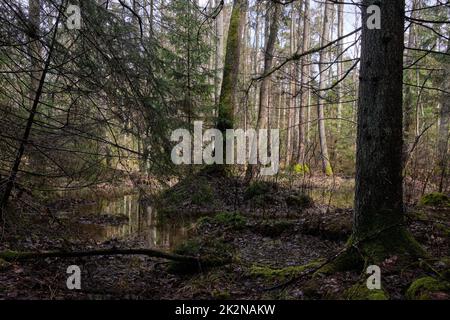 Springtime alder-bog forest Stock Photo