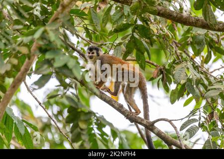 Central American squirrel monkey, Saimiri oerstedii, Quepos, Costa Rica wildlife Stock Photo
