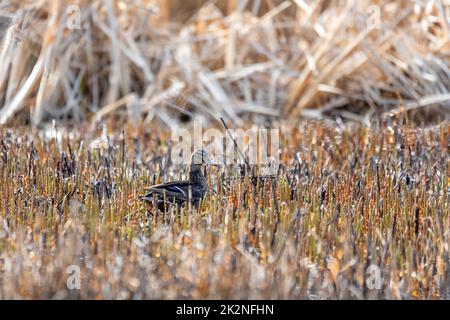 duck mallard on pond, Czech Republic, Europe wildlife Stock Photo