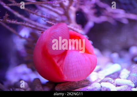 A beautiful copper anemone in a marine aquarium. Stock Photo