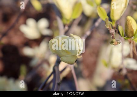 Beautiful yellow orange blooming flowers of magnolia in early summer. Stock Photo